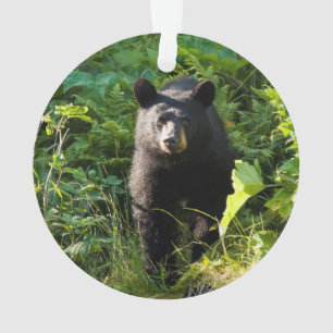 Curious Black Bear Ornament