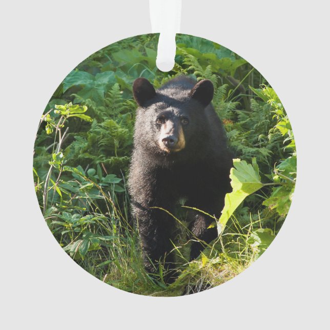 Curious Black Bear Ornament (Back)