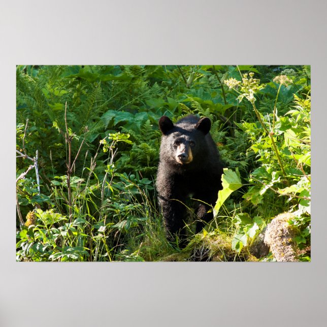 Curious Black Bear Poster (Front)