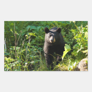 Curious Black Bear Rectangular Sticker