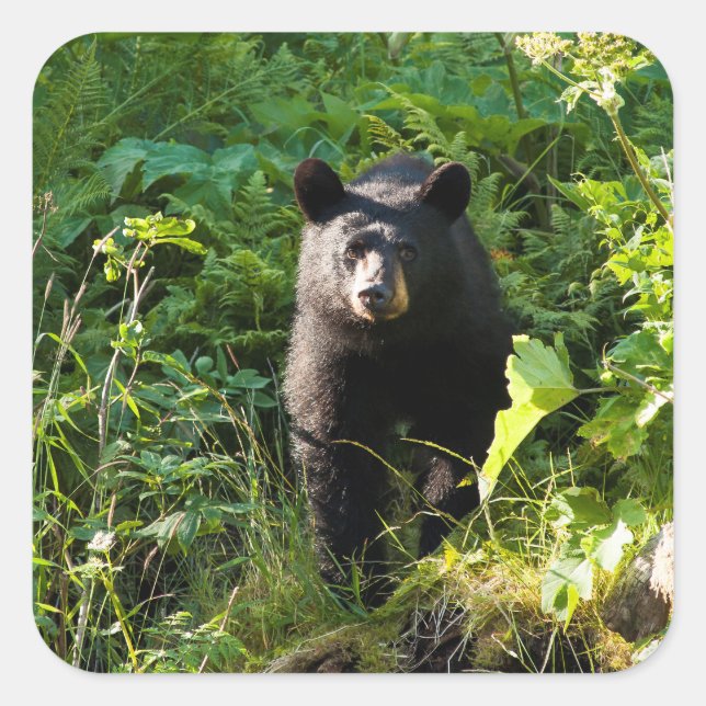 Curious Black Bear Square Sticker (Front)