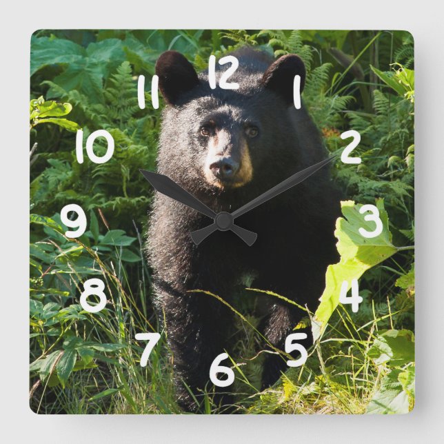 Curious Black Bear Square Wall Clock (Front)