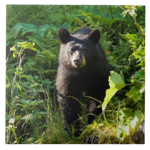 Curious Black Bear Tile