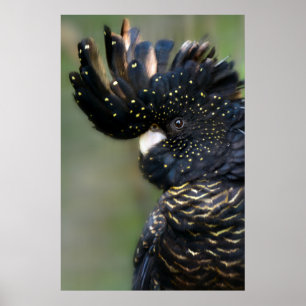 Curious Black Cockatoo Poster