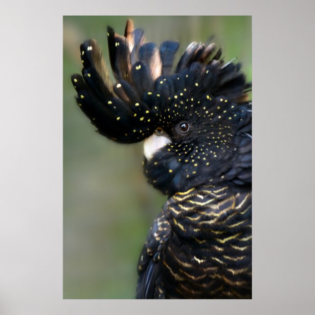 Curious Black Cockatoo Poster (Front)