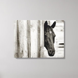 Curious Black Horse Canvas Print