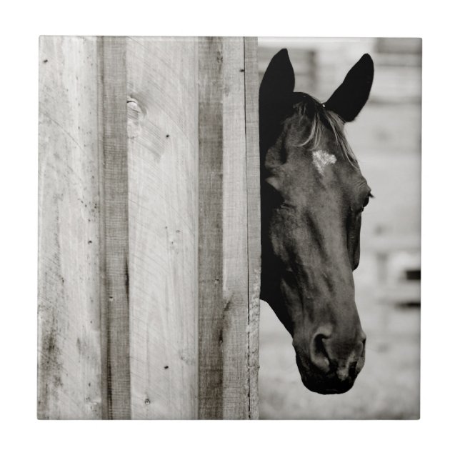 Curious Black Horse Tile (Front)