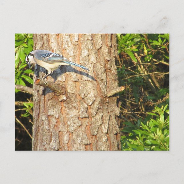 Curious Blue Jay Postcard (Front)