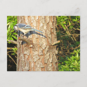 Curious Blue Jay Postcard