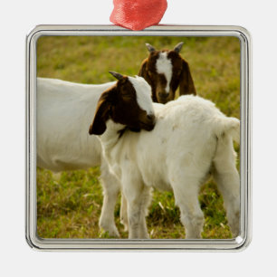 Curious Boer Goats in Sunny Pasture Farm Animal Metal Tree Decoration
