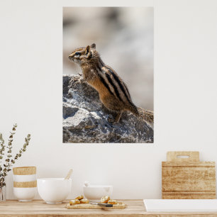 Curious Brown Chipmunk in Alberta Poster