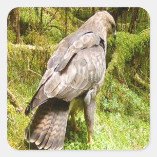 Curious Buzzard Hunting for Grubs Wildlife Nature  Square Sticker