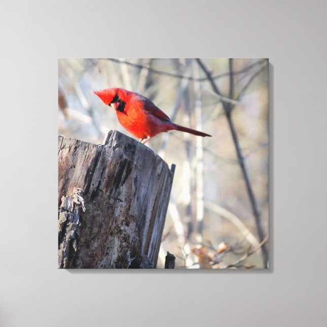 Curious Cardinal Canvas Print (Front)