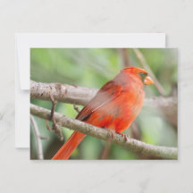 Curious Cardinal Postcard