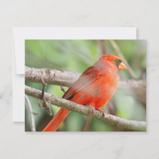 Curious Cardinal Postcard