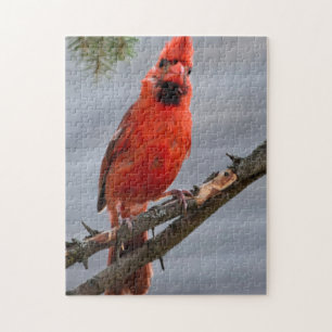 Curious Cardinal Puzzle
