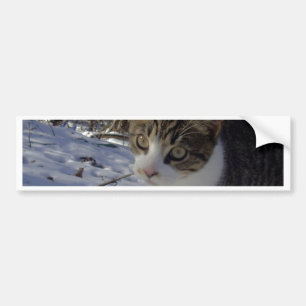 Curious Cat Bumper Sticker