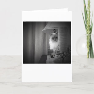 Curious Cat, card