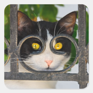 Curious Cat Eyes with Spectacles Frame Funny Photo Square Sticker
