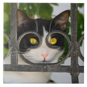 Curious Cat with Spectacles Frame Funny - Ceramic Tile