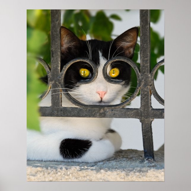 Curious Cat with Spectacles Frame Funny Photo  on Poster (Front)