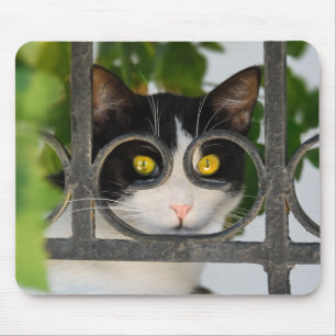 Curious Cat with Spectacles Frame Funny - Supply Mouse Mat