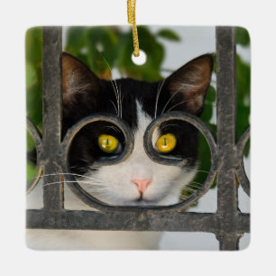 Curious Cat with Spectacles Frame Photo Ceramic Ornament