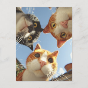 Curious Cats Looking Down Postcard