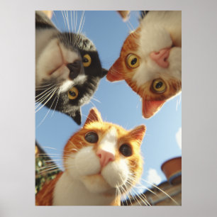 Curious Cats Looking Down Poster