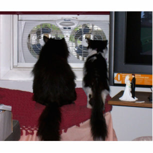 Curious Cats Photo Sculpture Key Ring