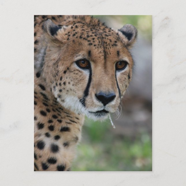 Curious Cheetah Postcard (Front)
