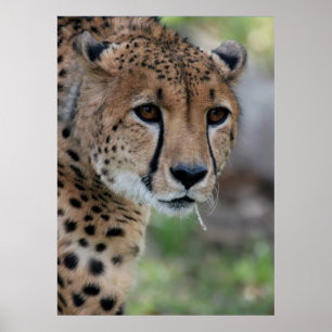 Curious Cheetah Poster