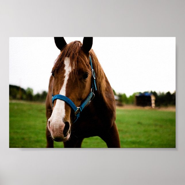 Curious Chestnut Poster (Front)