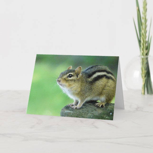 Curious Chipmunk  Greeting Card (Front)
