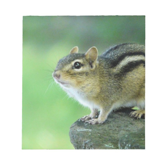 Curious Chipmunk  Notepad (Front)