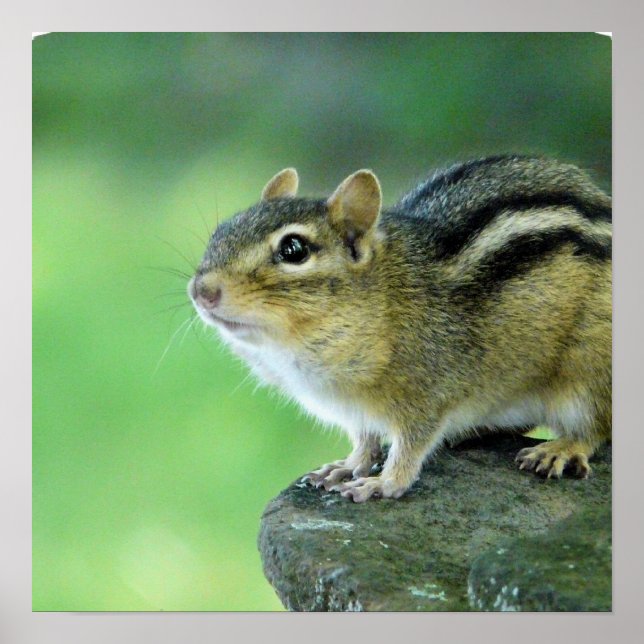 Curious Chipmunk  Poster (Front)