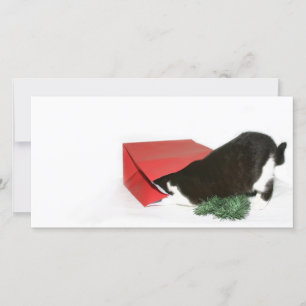 Curious Christmas cat Holiday Card