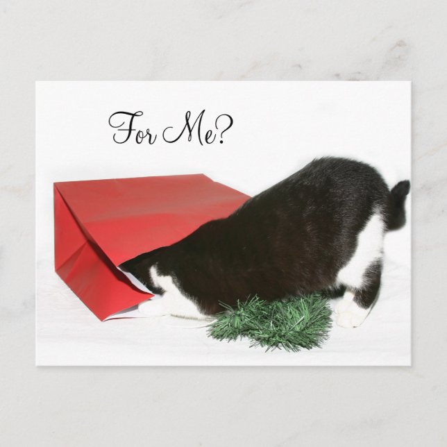 Curious Christmas cat Holiday Postcard (Front)