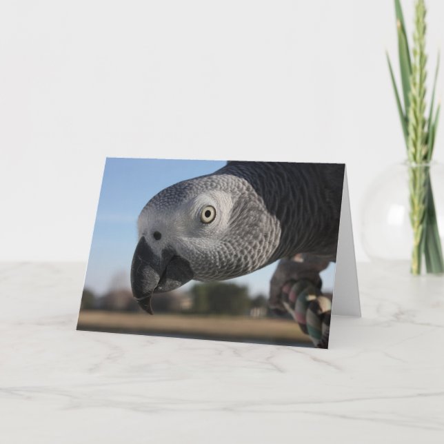 Curious Congo African Grey Parrot Card (Front)