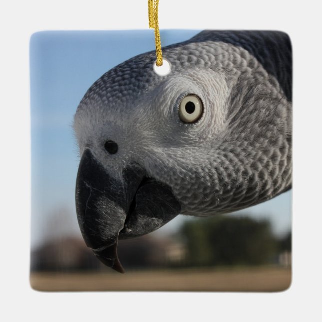 Curious Congo African Grey Parrot Ceramic Ornament (Front)