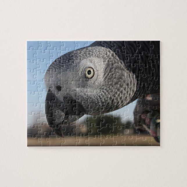 Curious Congo African Grey Parrot Jigsaw Puzzle (Horizontal)