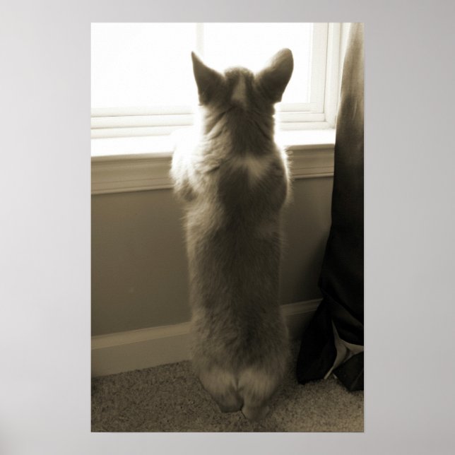 Curious Corgi Poster (Front)