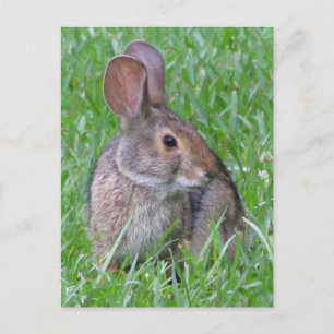 Curious Cottontail Postcard