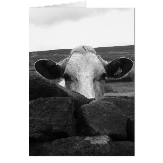 Curious cow card (Front)