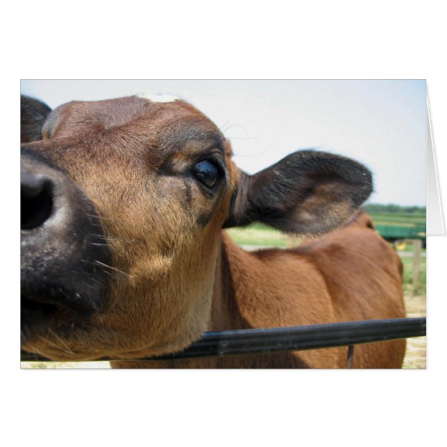 Curious Cow Card (Front Horizontal)