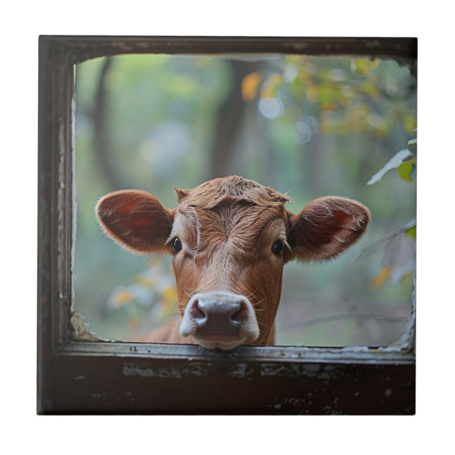 Curious Cow Looking Through a Window Tile (Front)