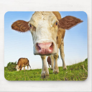curious cow mouse mat