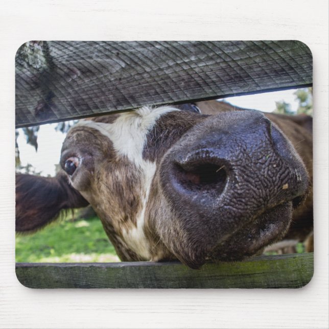 Curious Cow Mouse Mat (Front)