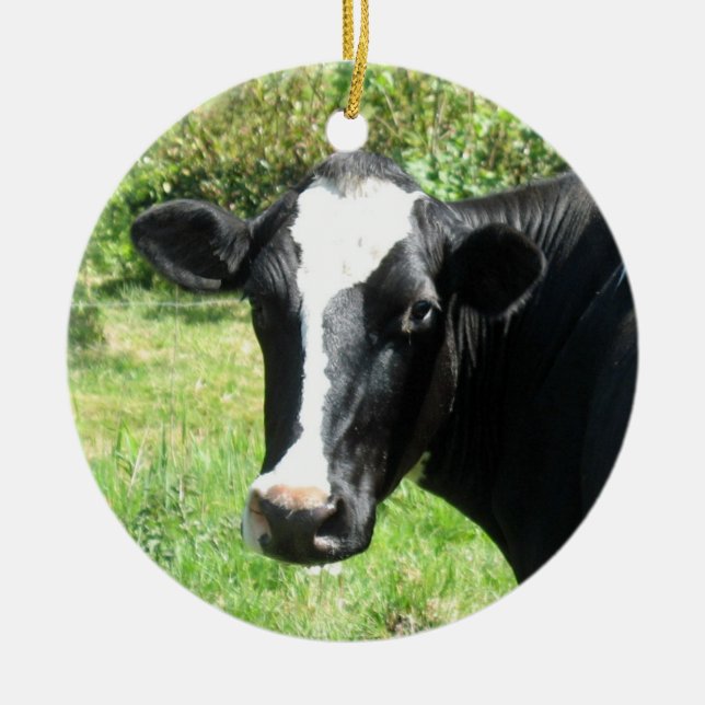 Curious Cow Ornament (Front)