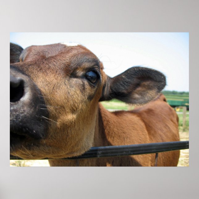 Curious Cow Poster (Front)